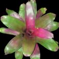 Neoregelia JS red green