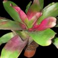 Neoregelia JS red green