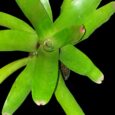 Neoregelia Luxenans x 696