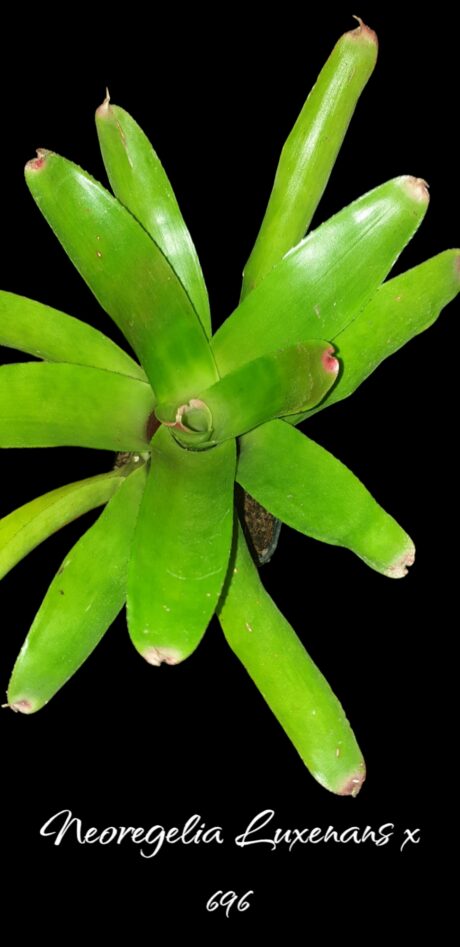 Neoregelia Luxenans x 696