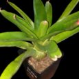 Neoregelia Luxenans x 696