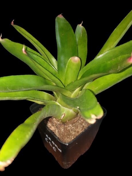 Neoregelia Luxenans x 696 Pot