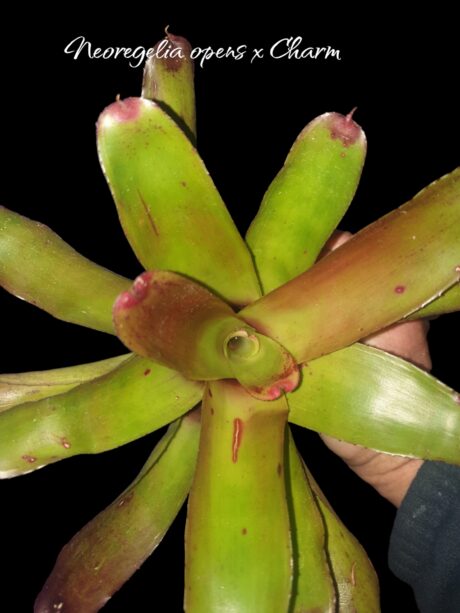 Neoregelia Opens x Charm