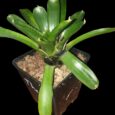 Neoregelia Thera