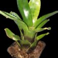 Neoregelia Aculeasepala