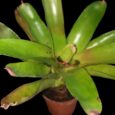 Neoregelia olens 696 x Charm