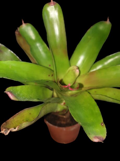 Neoregelia olens 696 x Charm pot