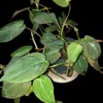 Philodendron scandens micans