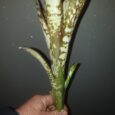 Billbergia kolan clotted cream