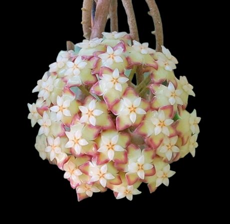 Hoya Finlaysonii Angel FLEUR