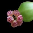 Hoya heuschkeliana