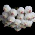 Hoya Rotundiflora