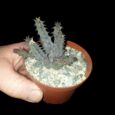 huernia Macrocarpa