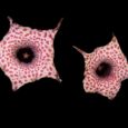 huernia hislopii