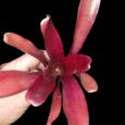 Neroregelia super fireball