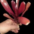 Neroregelia super fireball