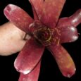 Neoregelia Inca x Fireball