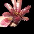 Neoregelia Inca x Fireball