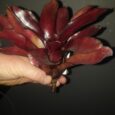 Neoregelia iris