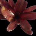 Neoregelia iris