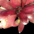 Neoregelia iris