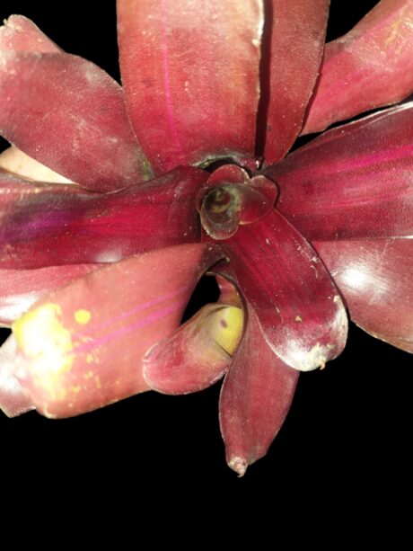 Neoregelia Iris 2