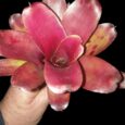 Neoregelia June Night