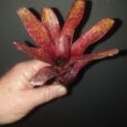 Neoregelia Red Waif