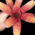 Neoregelia Red Waif