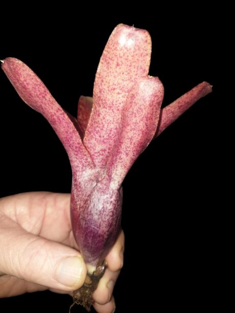 Neoregelia Red Waif 2