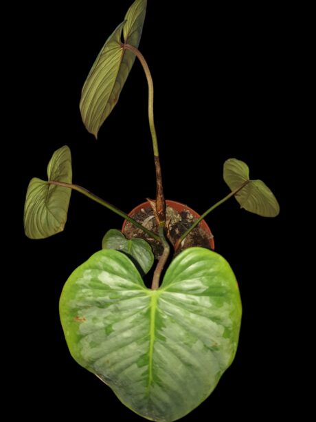 Philodendron sodiroi. 3jpg