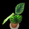 Alocasia Green Shield