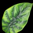 Alocasia Green Shield