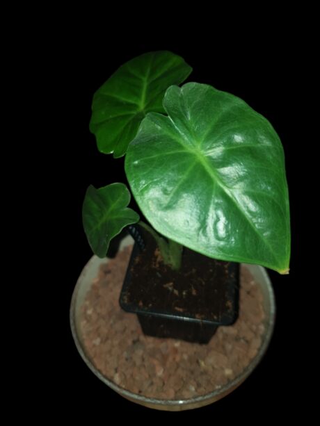 alocasia Portodora 2