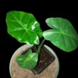 BB Alocasia Portodora