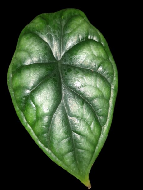 alocasia maharani 2