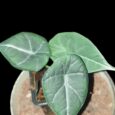 BB Alocasia Reversa