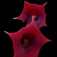 huernia schneideriana