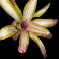 Neoregelia Lorena Lector