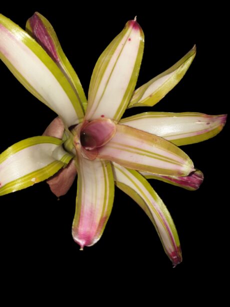 Neoregelia Lorena Lector 1