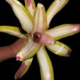 Neoregelia Lorena Lector