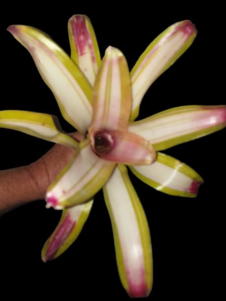 Neoregelia Lorena Lector