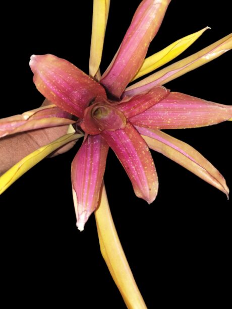 Neoregelia Marin