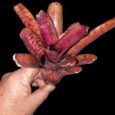 Neoregelia Star Blast