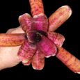 Neoregelia Star Blast