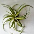 Tillandsia capitata Peach XL