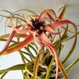 Tillandsia capitata Peach XL