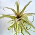 Tillandsia capitata Peach XL