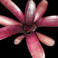 NEOREGELIA AMAZON