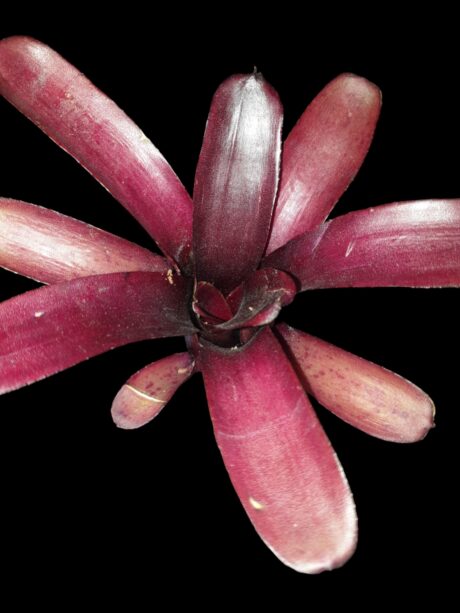 Neoregelia Amazon 1